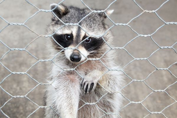 Denver Wildlife Removal